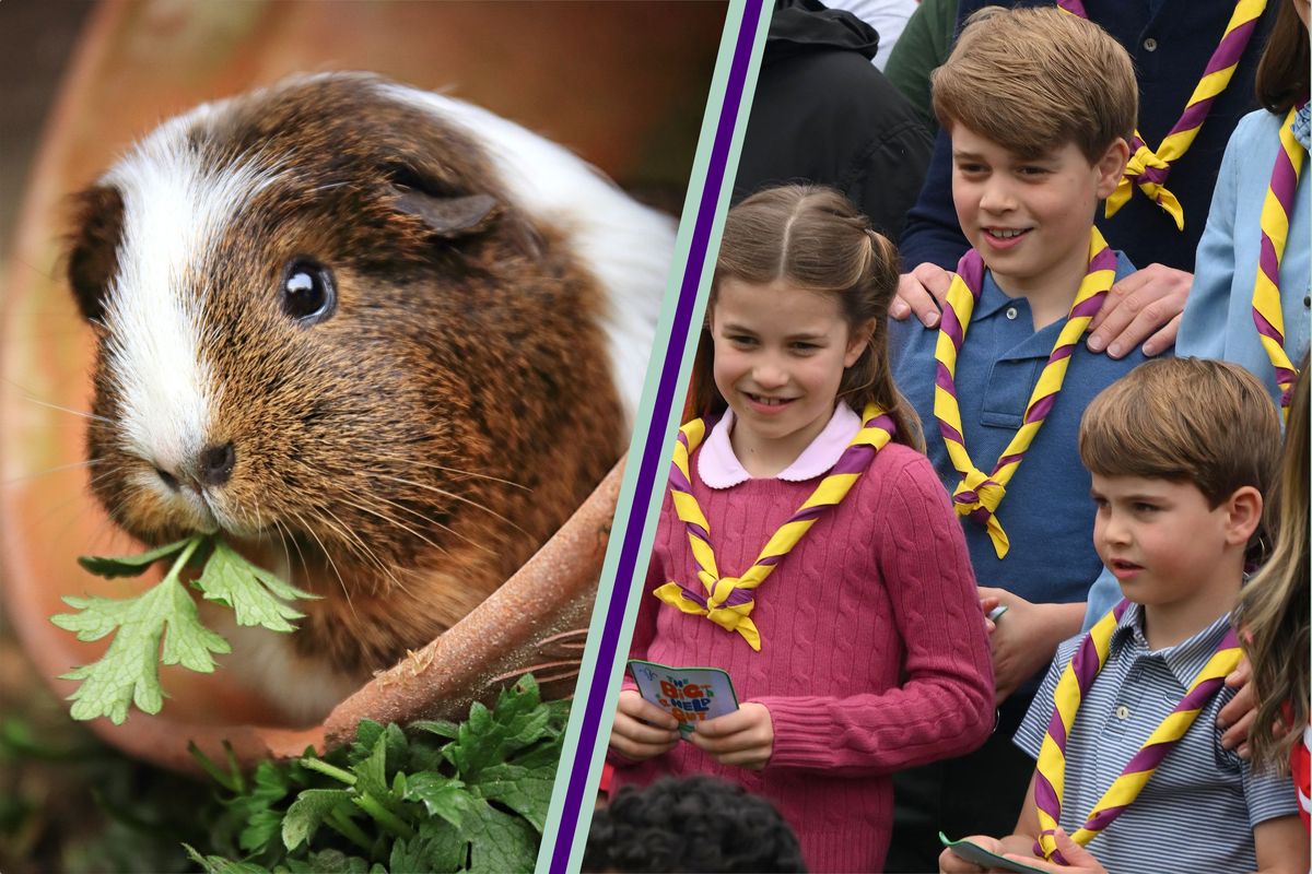 Prince George, Charlotte and Louis’ guinea pigs are more than just cute, experts reveal they’re teaching the kids some very important life lessons too trib.al/NYaiPCy