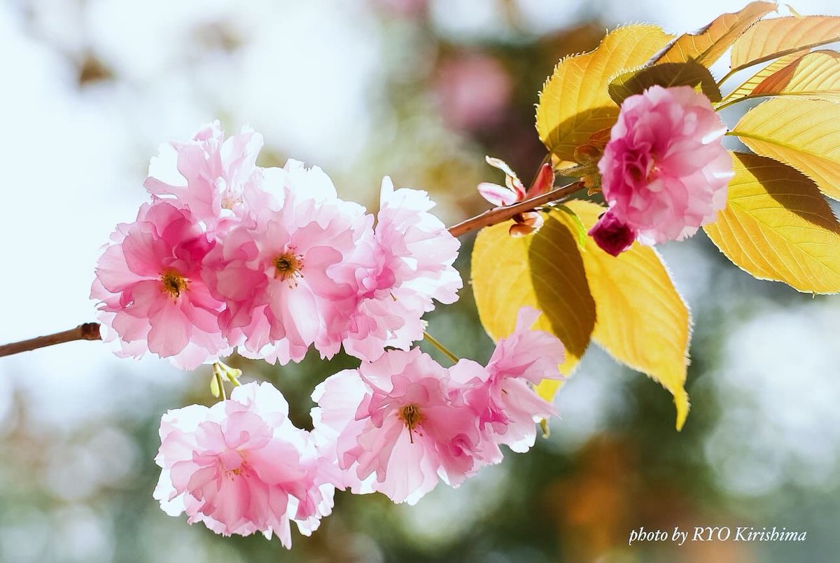 植物園の帰りに寄った。
そっか、まだ八重桜があったか。
てなわけでパチリ。

#旧北海道庁舎 #八重桜 #花 #カメラ散歩 #photo #flower #nature #写真撮ってる人と繋がりたい #花好きな人と繋がりたい #ファインダー越しの私の世界 #レンズ越しの私の世界 #キリトリセカイ #ダレカニミセタイハナ