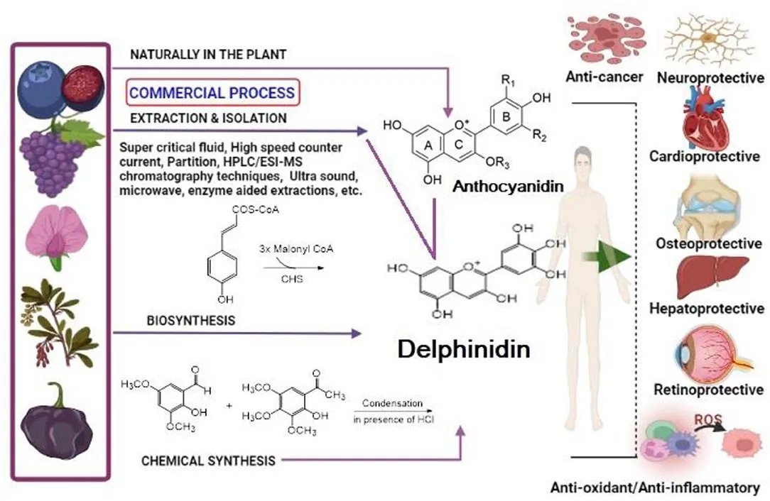 Delphinidin:
Potential Treatment for Long Haul/VaX by acting on PDGF(AB)-induced VEGF, p38 MAPK and JNK, mitochondria, and endothelial cells.

'Anthocyanins Inhibit Nuclear Factor-κB Activation in Monocytes and Reduce Plasma Concentrations of Pro-Inflammatory Mediators in Healthy