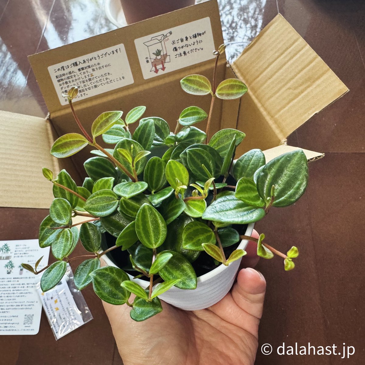 ina工藝さんで、ペペロミア・アングラータを購入。
ずっと探していたけど店舗では見つけられず、販売店さんのインスタなどをみて、ネットで初めて植物🪴買ったけど、梱包もしっかり丁寧で元気なぺぺが届きました。
また買いたい。
instagram.com/inakougei

#ina工藝　#inakougei #ペペロミア