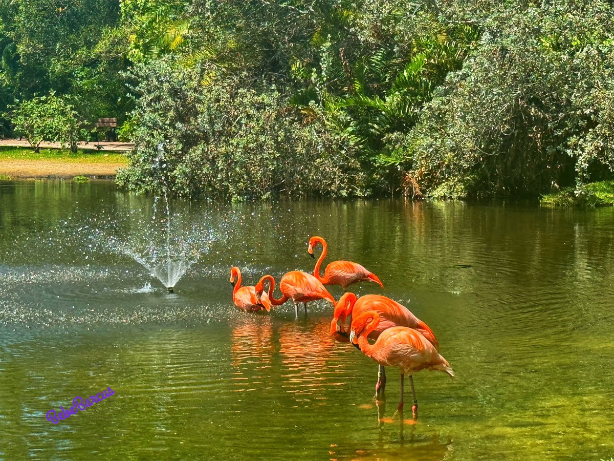 Beautiful day today. 🤩
Sarasota Jungle Gardens 🦩 
 #welivehere  #FLwx #twitternaturecommunity #StormHour #thephotohour #accuweather #weathernation #foxweatherdesk #sunset #sunsetphotography #Florida #flamingos