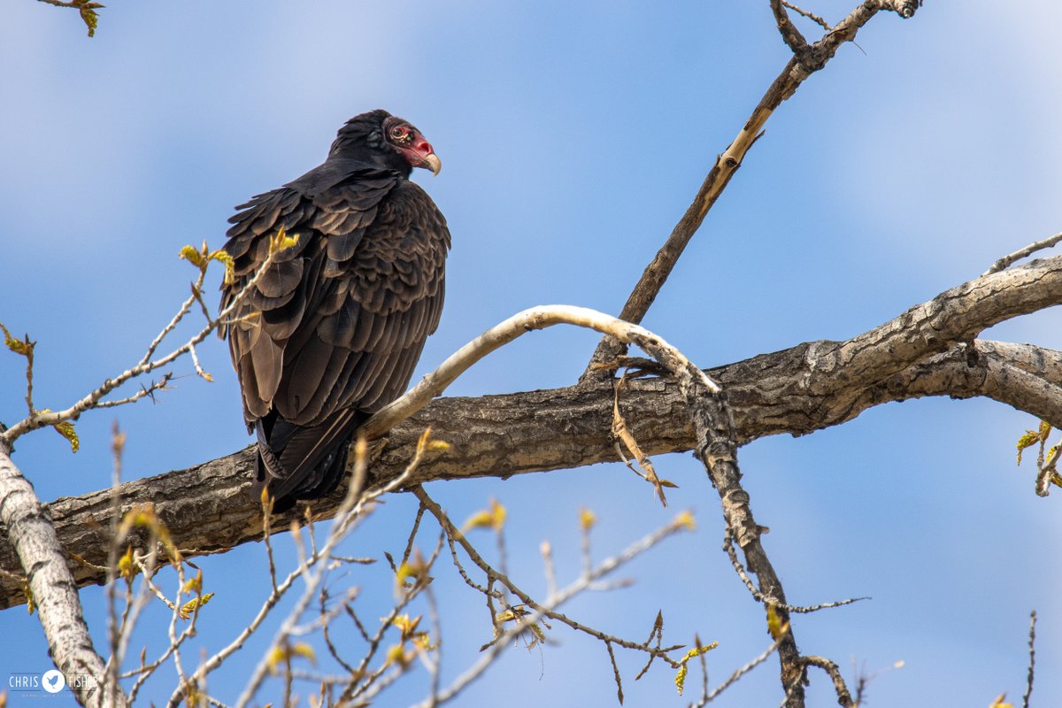 The cold northern winds eased just enough this afternoon to allow this Turkey Vulture to cross N into Alberta. I was fortunate enough to watch it soar in and choose its first Canadian overnight roosting site for the season.