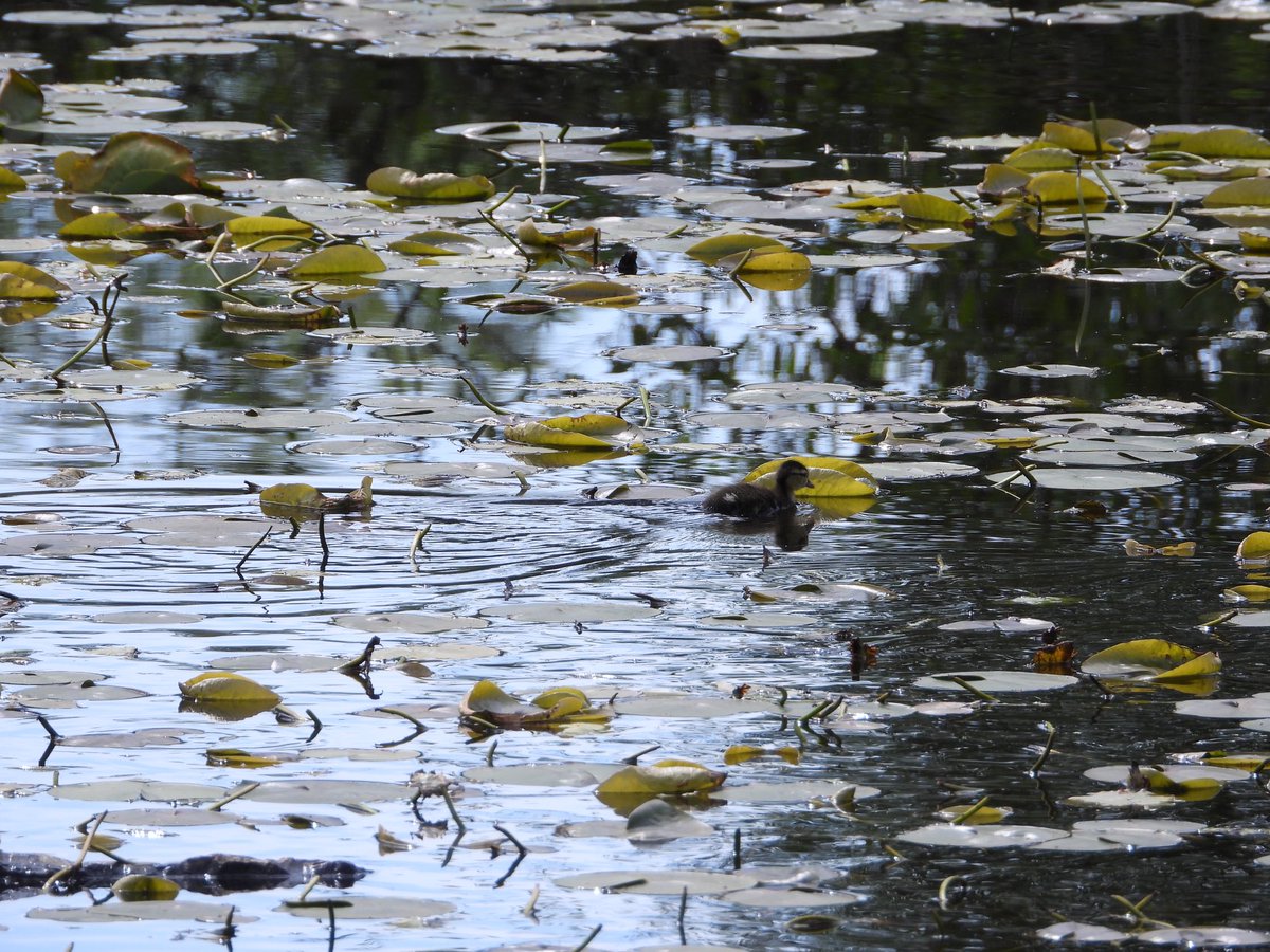 Baby wood ducks!! 🥰 please watch my latest video on my YouTube channel - lots of baby wood ducks!! Filmed Friday 3 May 2024 Delta BC 🇨🇦

Link - youtu.be/ox2RYB32sOI?si…

Thank you very much! 🥰🙏❤️
#babyducks #ducks #woodducks #birds #nature #wildlife #vancouverbc #urbanwildlife