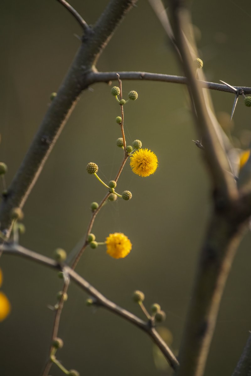 Share your flower photo with us.