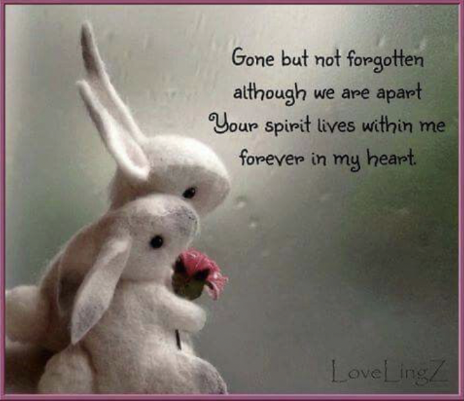 IMO Schmusi, beloved bunny of <a href="/misssunnymind/">SUNNY missez PUMA❤</a>.
Sad Song For My Pet Bunny - Cure For Loneliness
youtu.be/5c64RYGc1P4?si…
#HealingPUrrsPawty