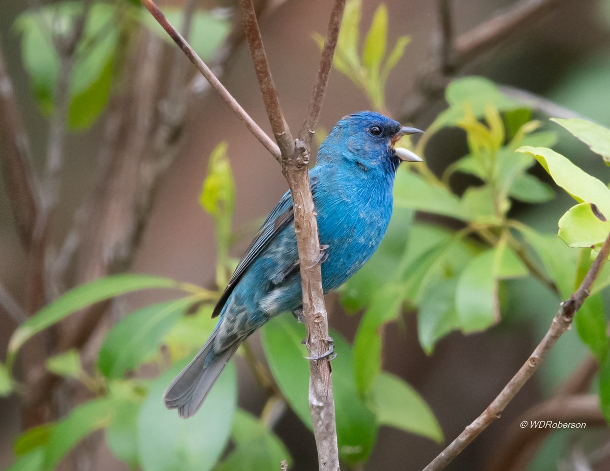 Indigo Bunting 

The Indigo Bunting (passerina cyanea) is a common and striking bird known for its vibrant blue coloration. Males of this species are particularly eye-catching, sporting a rich iridescent royal blue plumage, while females and males in their non-breeding plumage…