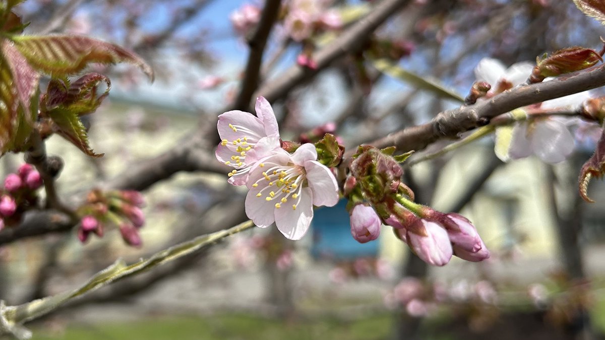 昨日桜の開花宣言が出た釧路🌸
通勤経路のエゾヤマザクラも咲き始めていた(^^)