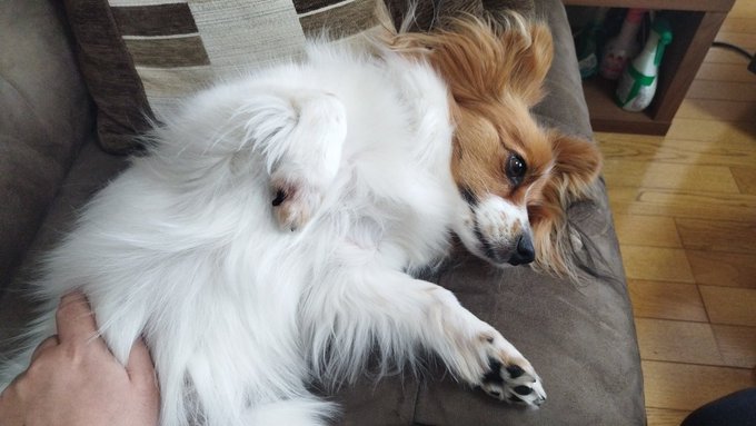 もませてやるよの顔 