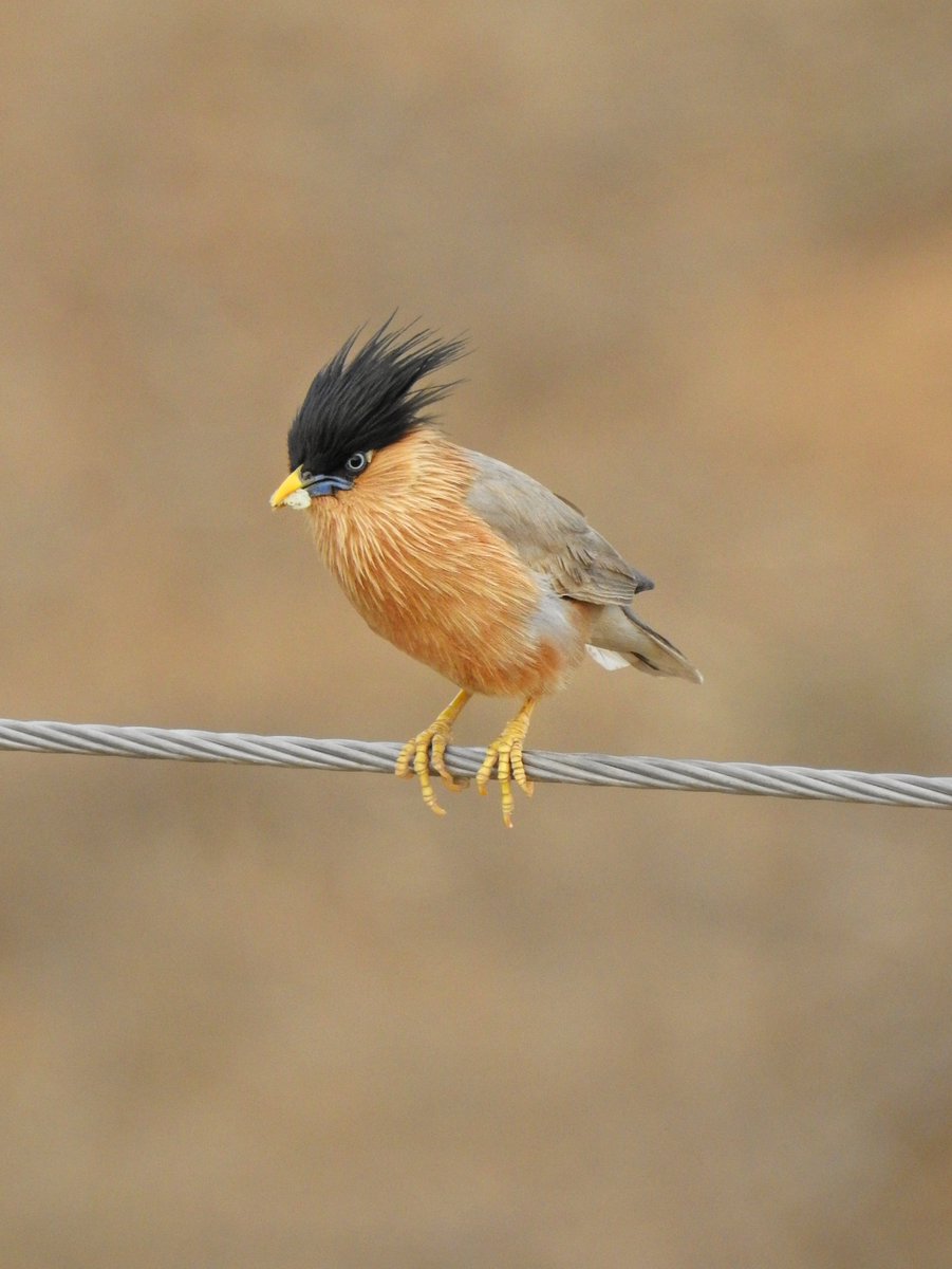 Brahminy Starling

ब्राह्मणी मैना

#IndiAves 
#BirdsSeenIn2024