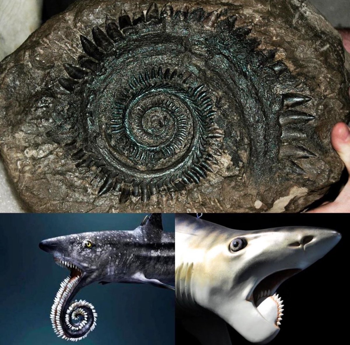 Helicoprion is an extinct genus of shark that lived during the Permian period, approximately 290 to 250 million years ago. It is known for its unusual spiral arrangement of teeth, which has led to much speculation and debate among scientists. The most distinctive feature of…