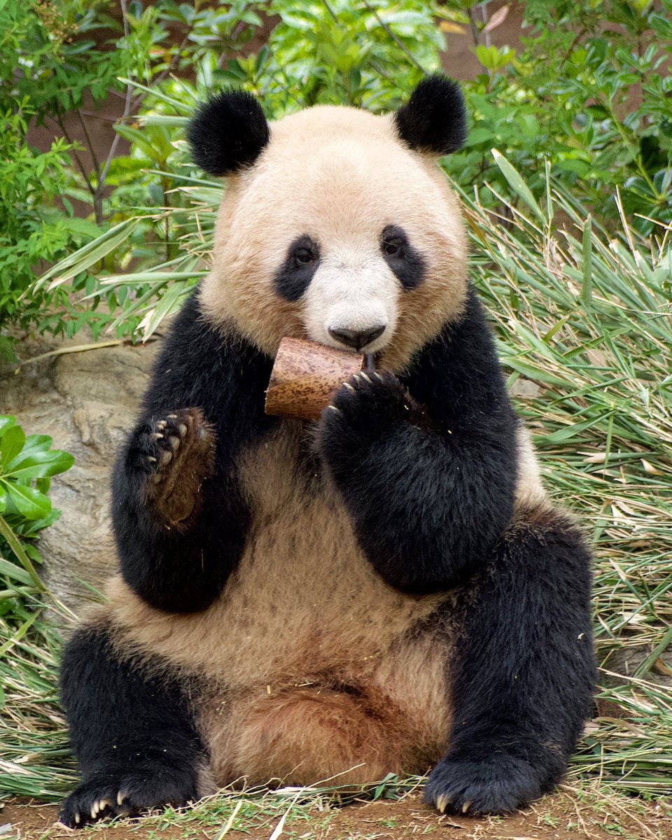 無意識に右手が防御体勢に入ってしまったレイちゃん。

#レイレイ
#蕾蕾
#ジャイアントパンダ
#上野動物園
