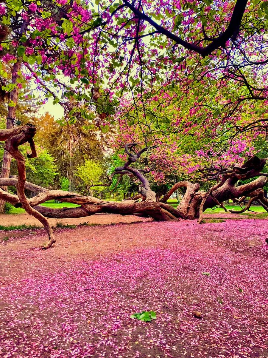 Un ton seul n'est qu'une couleur, deux tons c'est un accord, c'est la vie. Henri Matisse Joli et agréable weekend! Soyez heureux!💕