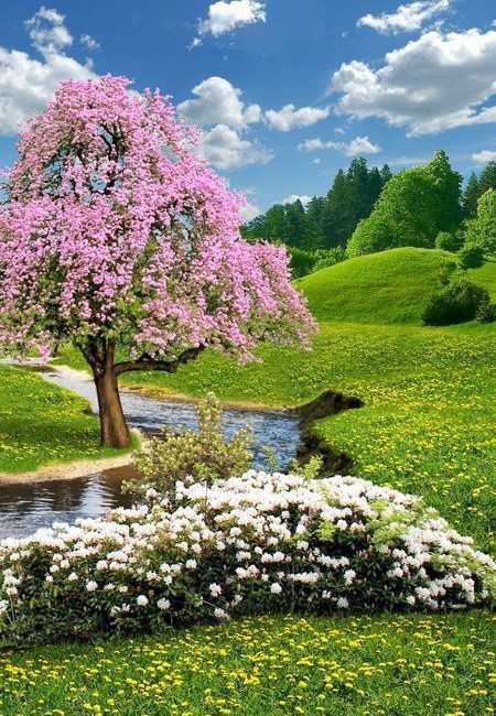 Jarní příroda - pod modrou oblohou jsou u potoka květy v trávě i na stromě