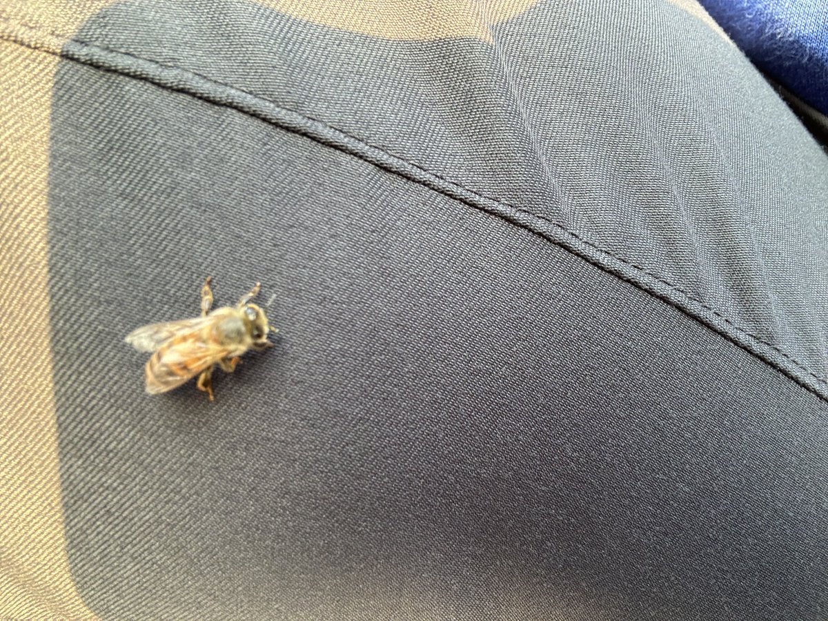 Another day. Another bee that likes to bee on me, this time at #DodgerStadium @Dodgers  #LetsGoDodgers