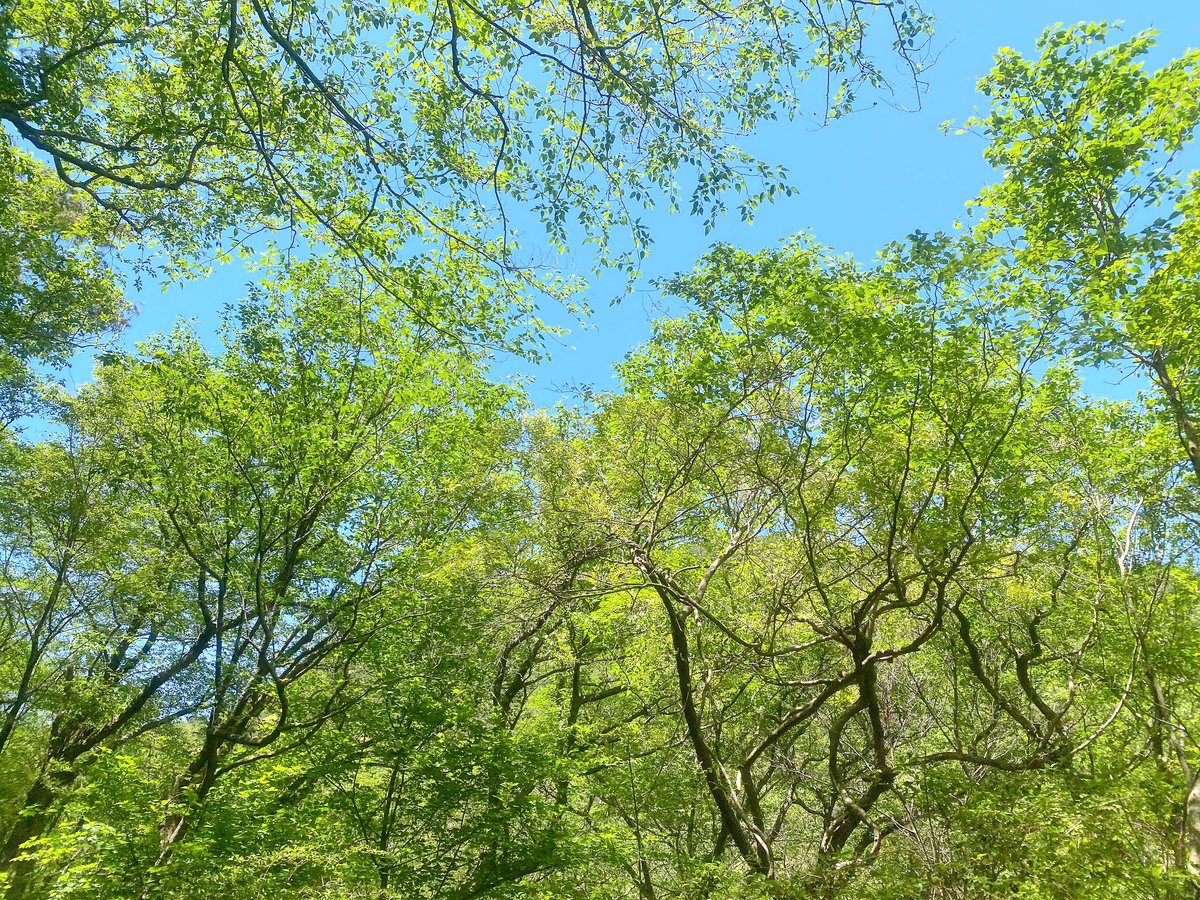 新緑の季節🍀📗
 #六甲山