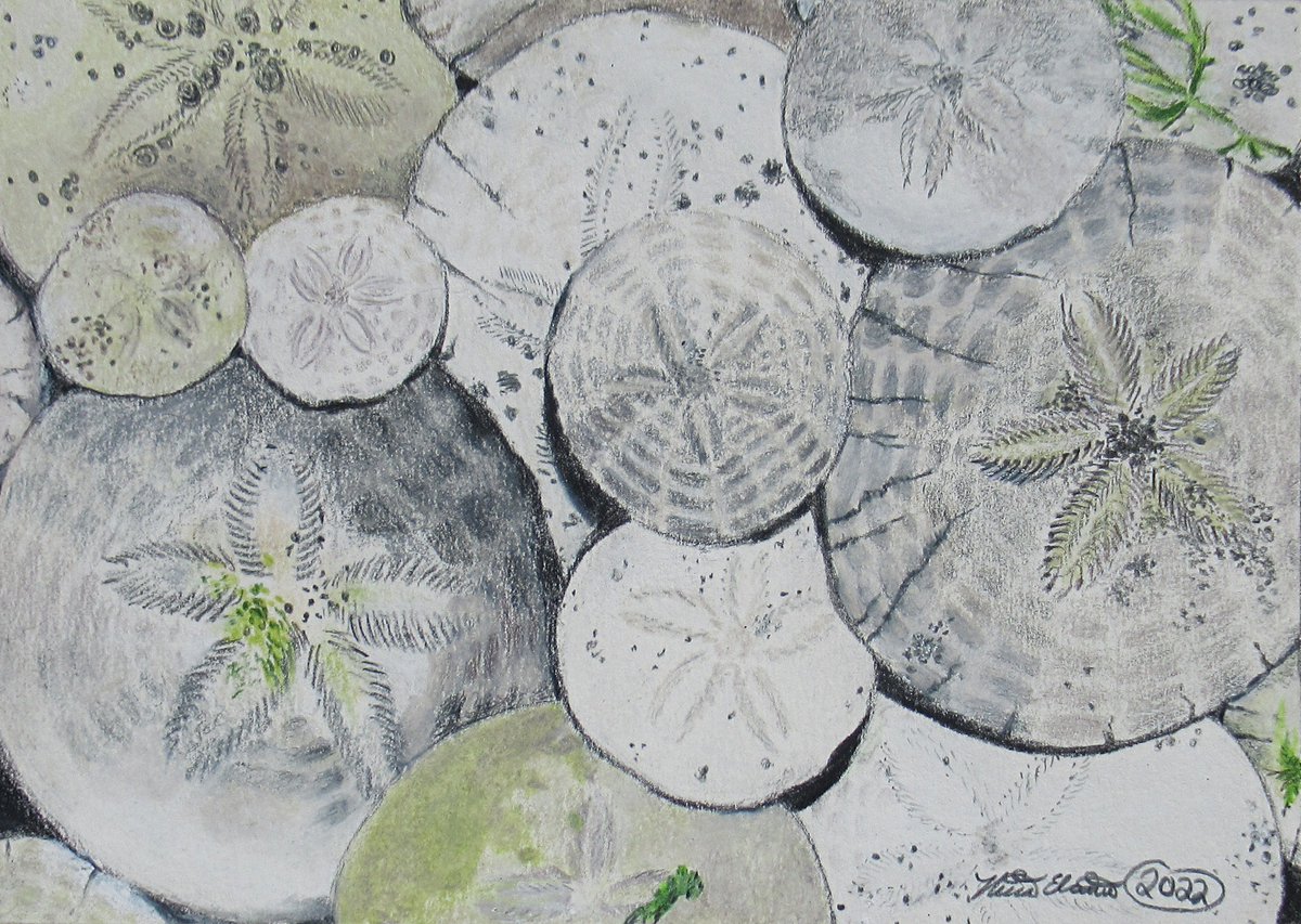A colored pencil drawing I created while on vacation in Birch Bay, Washington. There were so many sand dollars there, it amazed me!
 'Sand Dollars.' 
Colored pencil, 140lb paper, 2022
SteelArt By N.E.Thompson

#traditionalart #drawing #coloredpencil #realism  #sanddollars #beach