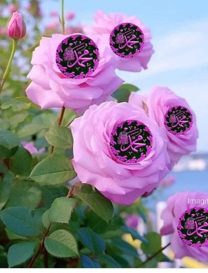 Bilqees BB (@bilqees_bb) on Twitter photo 