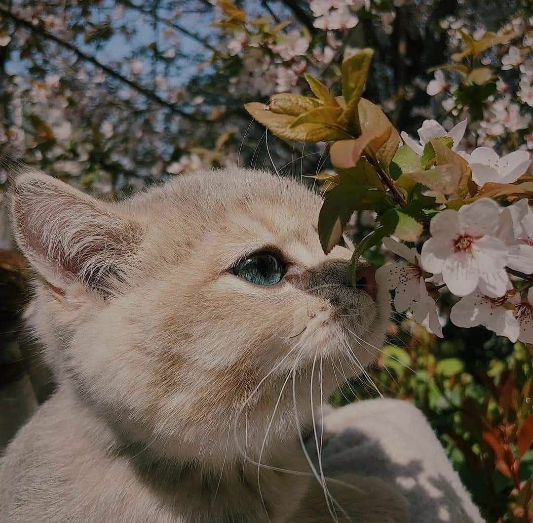 😻🌸