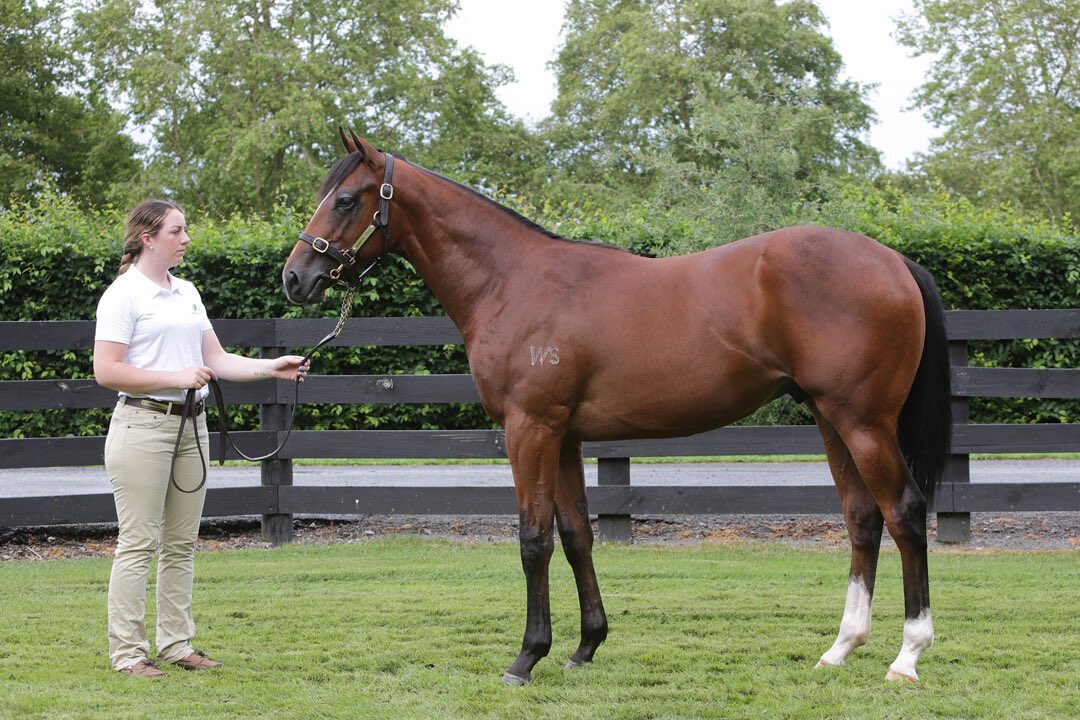 The second 2YO stakes race today is won by Super Photon (NZ) (Super Seth) at @TeRapaRacing for @marshracing to remain unbeaten. 👊🏻 He was purchased for $380,000 by Stephen Marsh & @BloodstockDylan alongside American investors Dennis Foster & @BourbonLane from @WaikatoStud at…