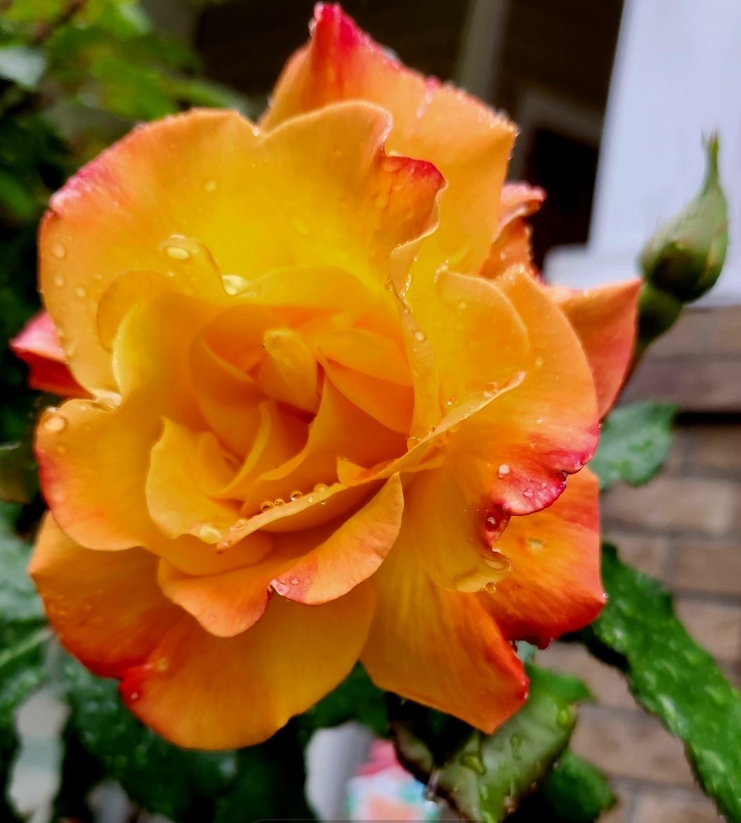 First rose of the 2024 season from my gardens🤗