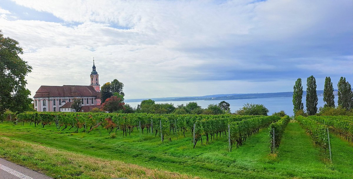 Виноградники у Боденского озера, Германия.