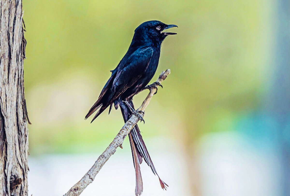 The Black Drongo may be a common sight in India, but this Asian migrant is a Very Rare sight in the UAE. I was lucky to spot it twice this year with a bit of luck and oodles of patience. 
#BirdsOfUAE #BlackDrongo #BBCWildlifePOTD #IndiAves #nikon #birdwatching #MushrifParkDubai