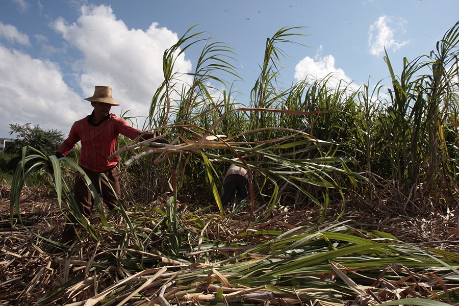 #Cuba aspira a reavivar su industria cañera más allá del #azúcar.👉🏽shre.ink/8Dxi #economía #agricultura