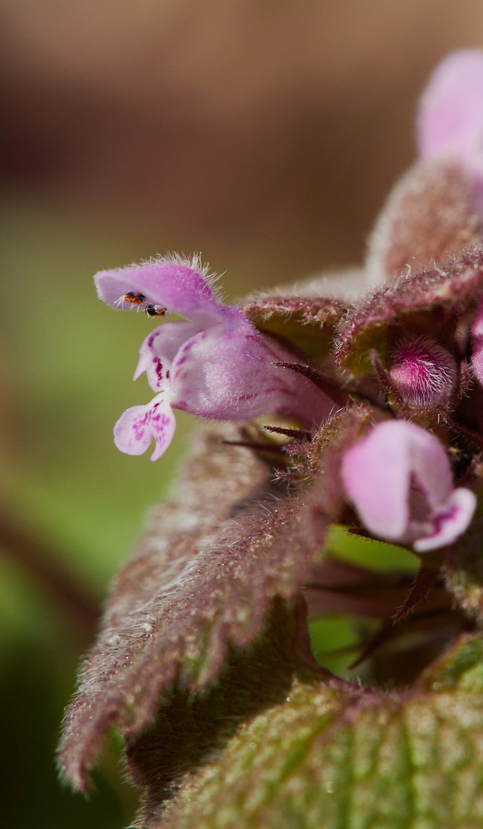 marie's macro photography tweet media