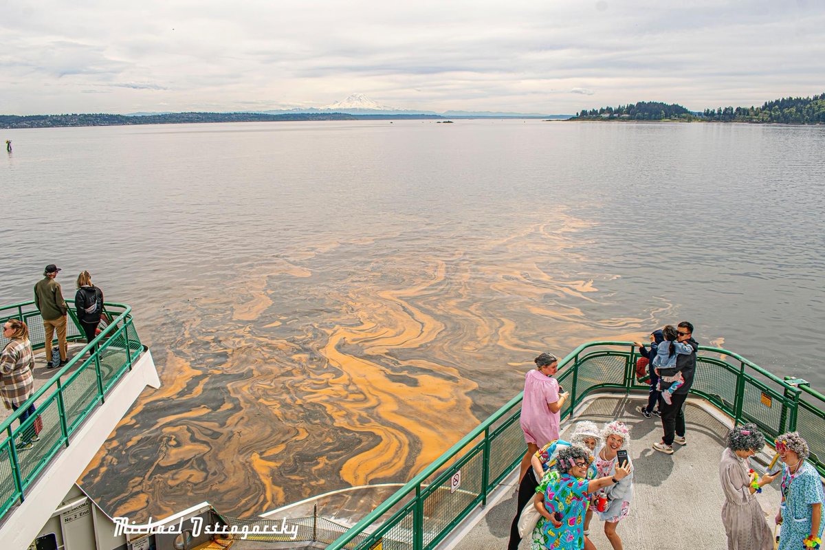 No plans tonight? Consider a magical @wsferries ride! This algae bloom photographed today by @CoffeeParrot is bioluminescent--it will glow a brilliant blue in the dark. Taking the ferry to see it churned up and sparkling would make for a special #SoNorthwest experience!