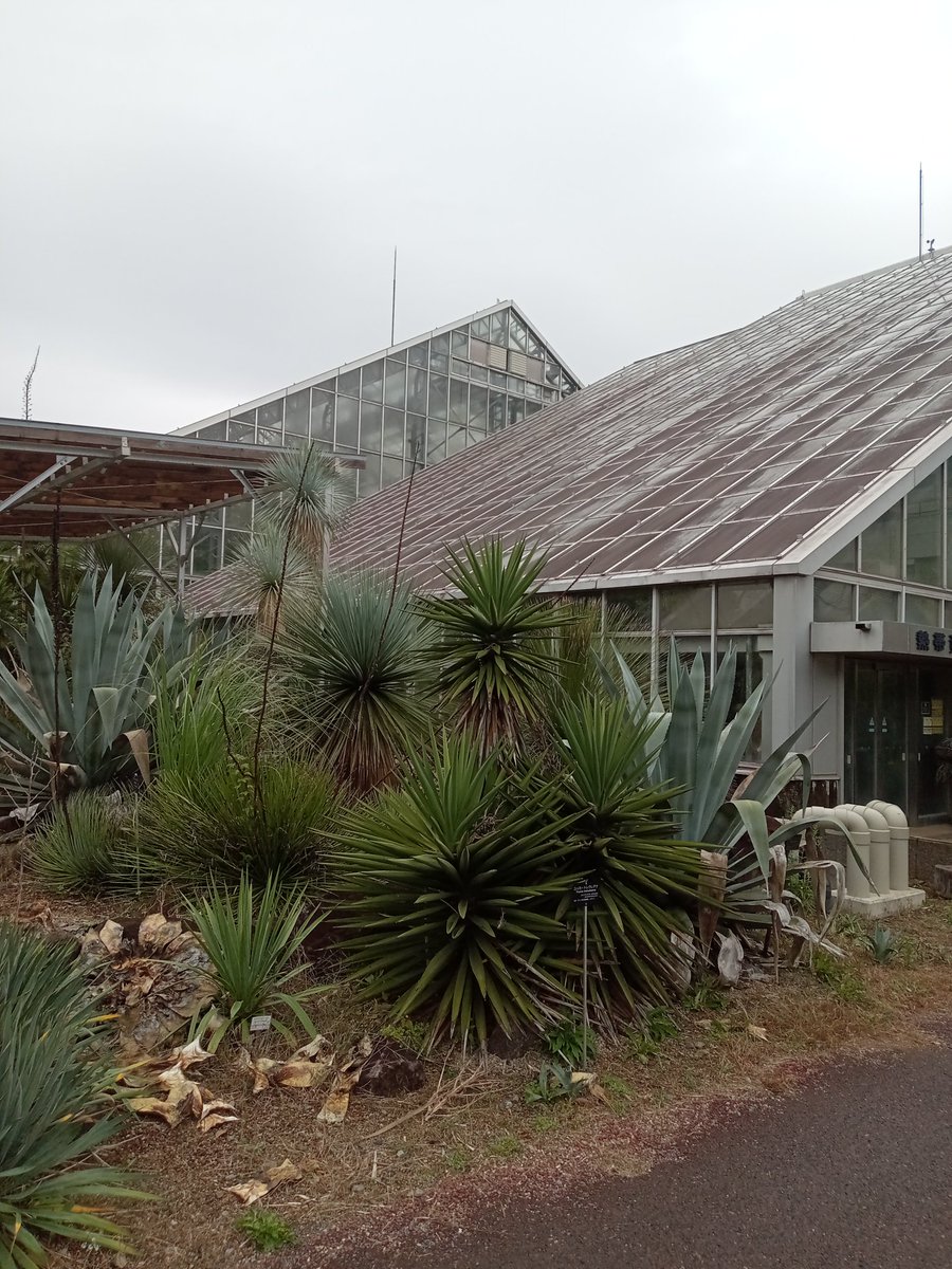 今日5月4日は植物園の日🌿
今年昨年行った植物園
・神代植物公園
・小石川植物園
・夢の島熱帯植物館
・国立科学博物館筑波実験植物園
多くの植物を見たり知ったり熱帯植物の育つ環境を再現された温室は湿度を肌で感じるなどなど植物園は楽しい所なんです🙌
#植物園の日