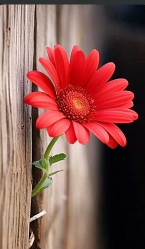 birsenirisli's tweet photo. Herkese güzelliklerle dolu günler diliyorum.
Günaydın hayırlı huzurlu mutlu sağlıklı ve keyif dolu sabahlar.
🌿🌼🌸☘️☕💙🌷🔆🎶🤍🍁
#gunaydin
#hayirligunler
#cumartesi
#haftsonu
#izmirliyizbiz
#tweter
#huzur
#hope
#goodmorning
#bucalilar
#turkiye https://t.co/iEp1A7Ol2H