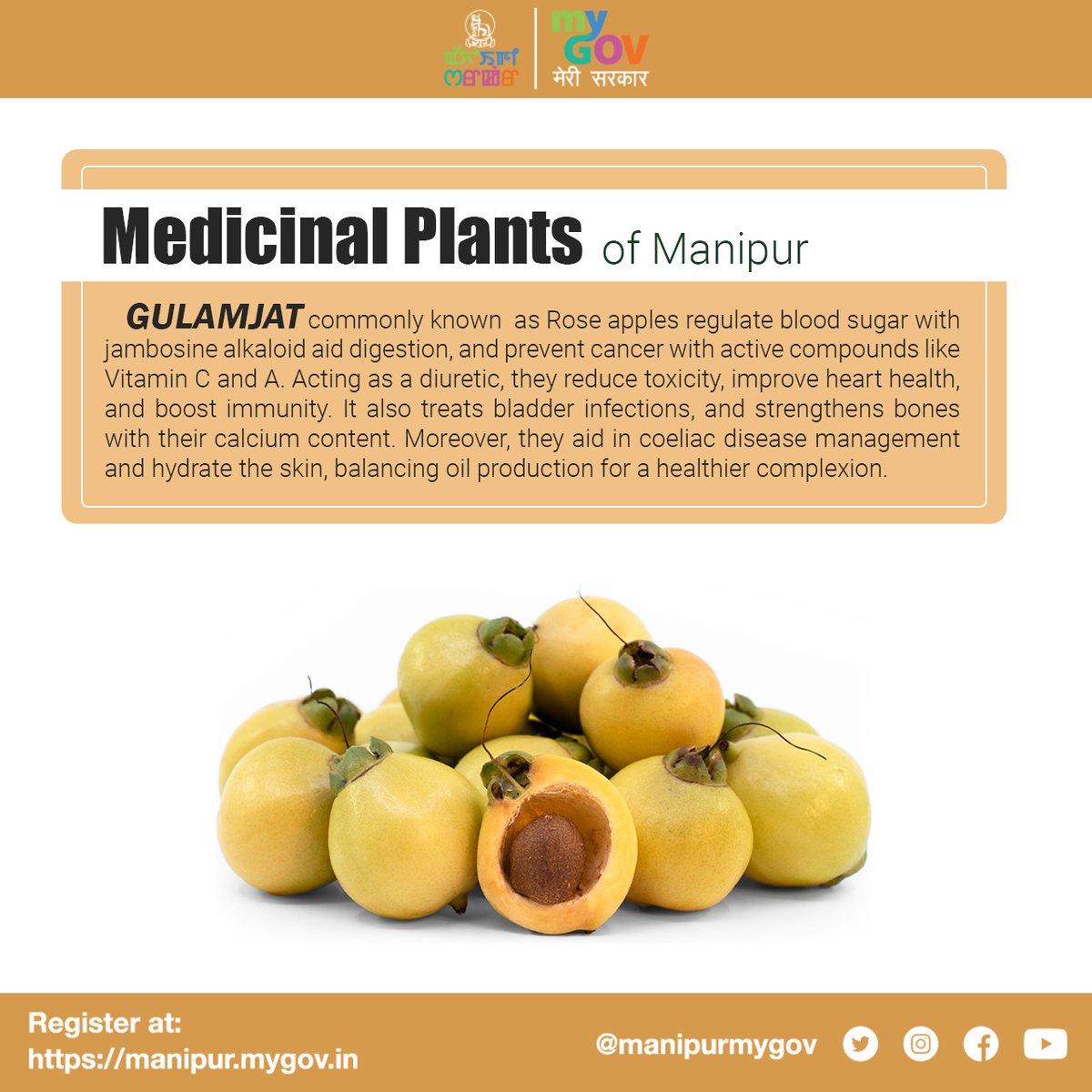 Known for its distinct fragrance which has a close semblance to the scent of a rose, Gulamjat gives the sweet favour of a guava when eaten. This medicinal plant is not widely known among the young generations & there is a need for its conservation.