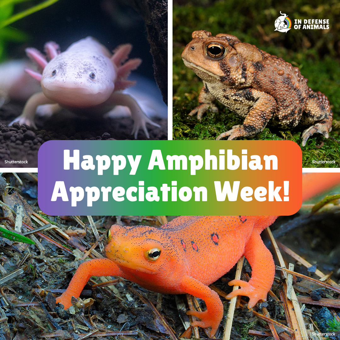 Hoppy #AmphibianAppreciationWeek! Did you know amphibs are bioindicators? Their sensitivity to the environment helps monitor ecosystem health. Celebrate by eliminating pollution, protecting habitats, & ensuring safe passage across roads. #SaveTheFrogs