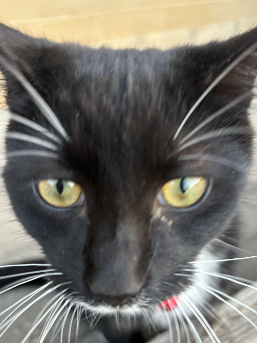 Camera test 📸🤍🩶🖤

#selfie #cat #catlife #halfstraycat #whitecat #blackcat #lovelycat #pawpads #cattastic #catoftheday