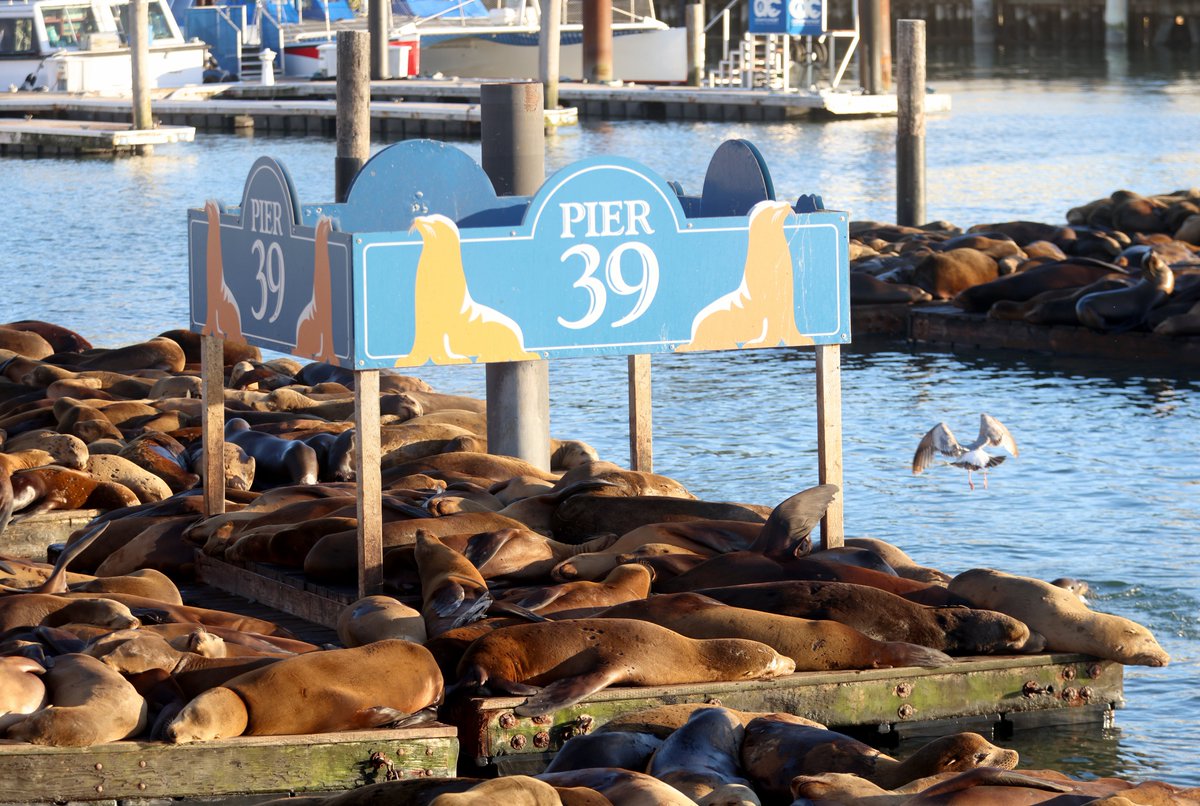 It was fun to both photograph these cute guys and also write the story. Check it out! Photos: Sea lions swarm the docks at San Francisco’s Pier 39 eastbaytimes.com/2024/05/03/pho… #sealions #sanfrancisco @PIER39 @sfgov