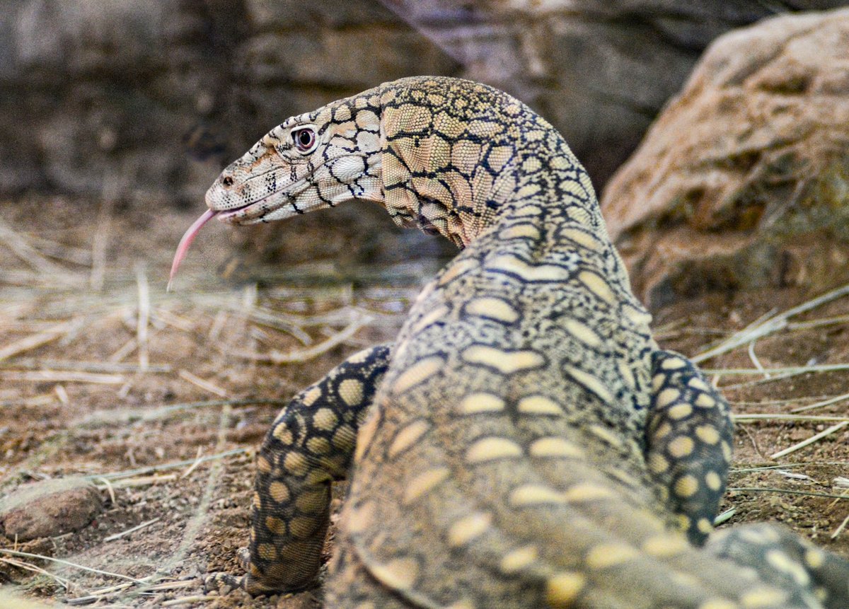 Open your gallery with your favorite Reptile species. Perentie Isn't it gorgeous?!