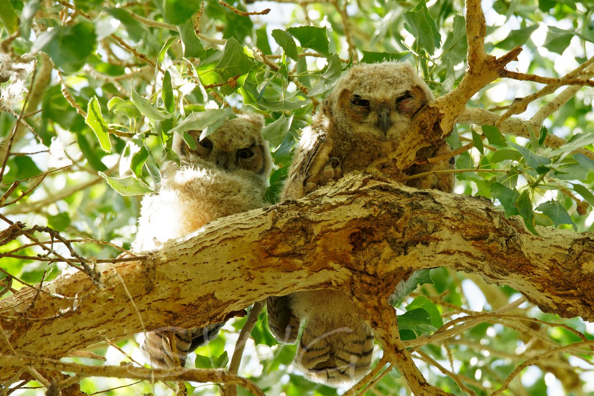 Went to the @ccwetlandspark the other day, I came across many birds. The Great Horned Owletts were the star of the day.