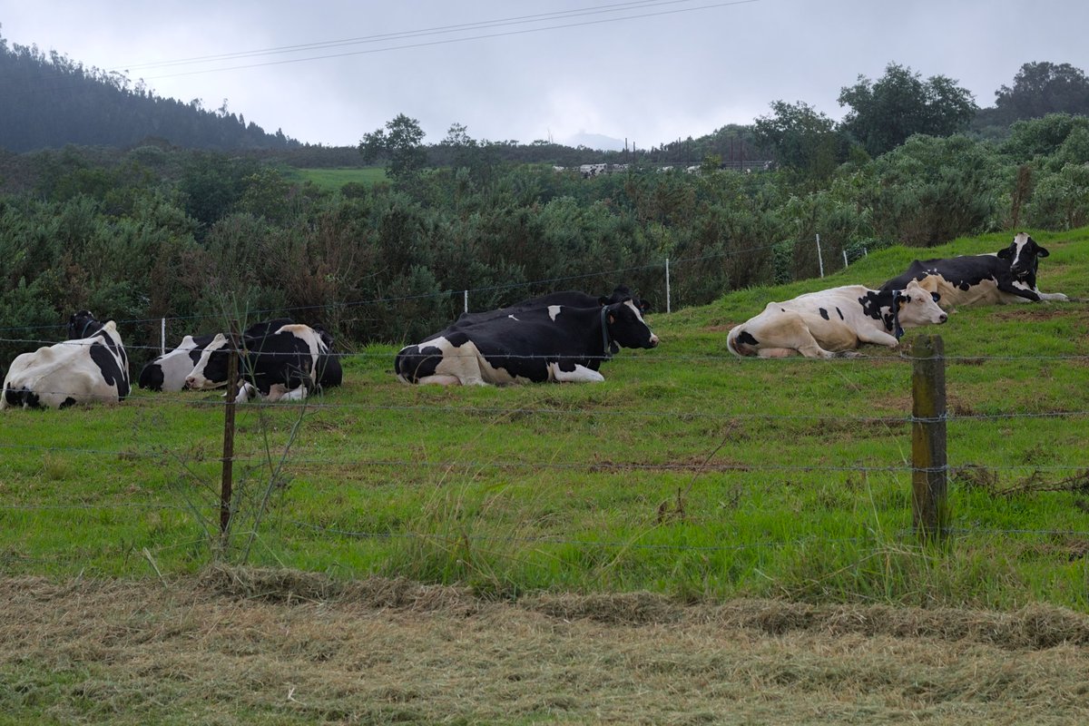 La grande ferme 🇷🇪 📷 #canon #pourtoi #foryou #FYP #nature #NatureBeauty #naturelovers #NatureBeautiful #LaReunion #team974 #974island #iledelareunion #reunionisland #pho #photo #photos #photogram #beauty #beautiful