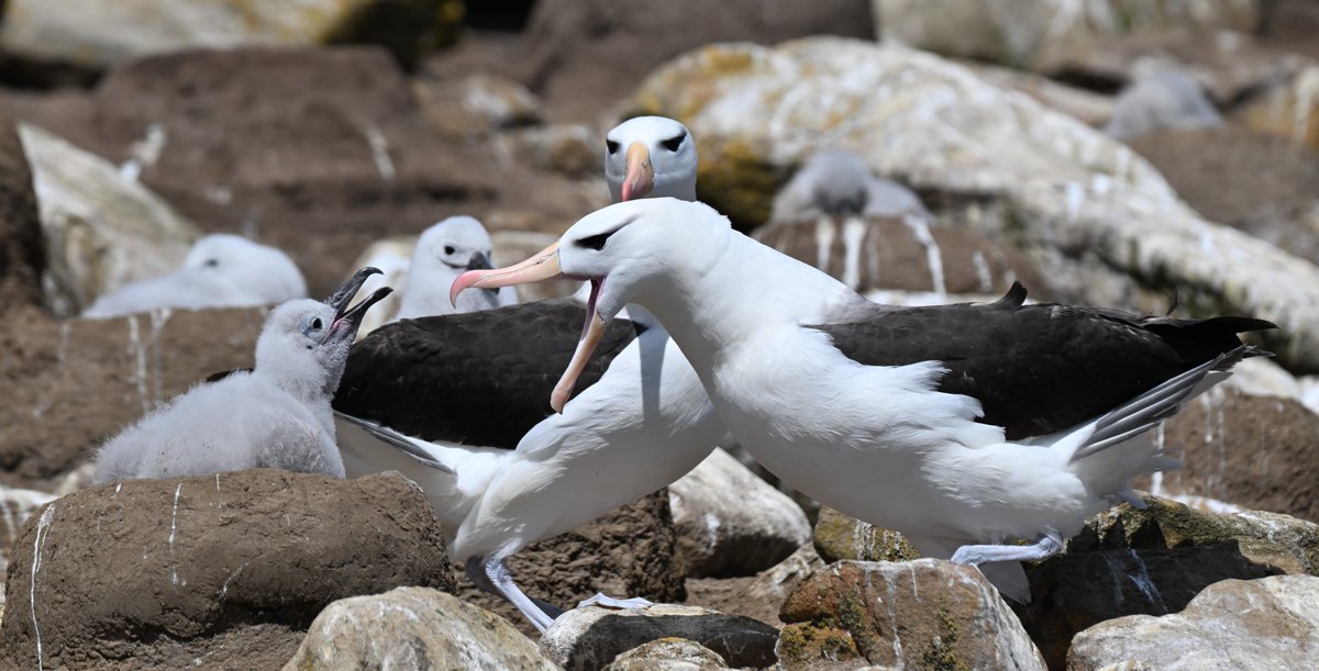 Black-browed Albatross..pic from Jan 2024. #saundersisland #albatross #falklandislands