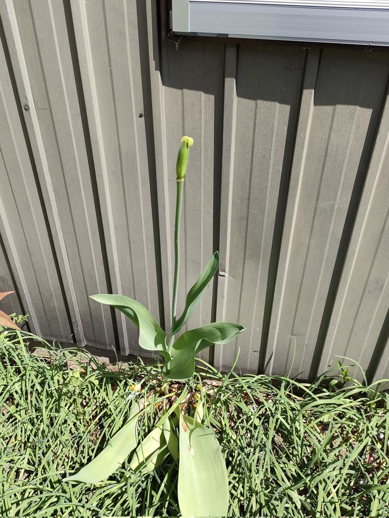 花🌸
散っちゃった！