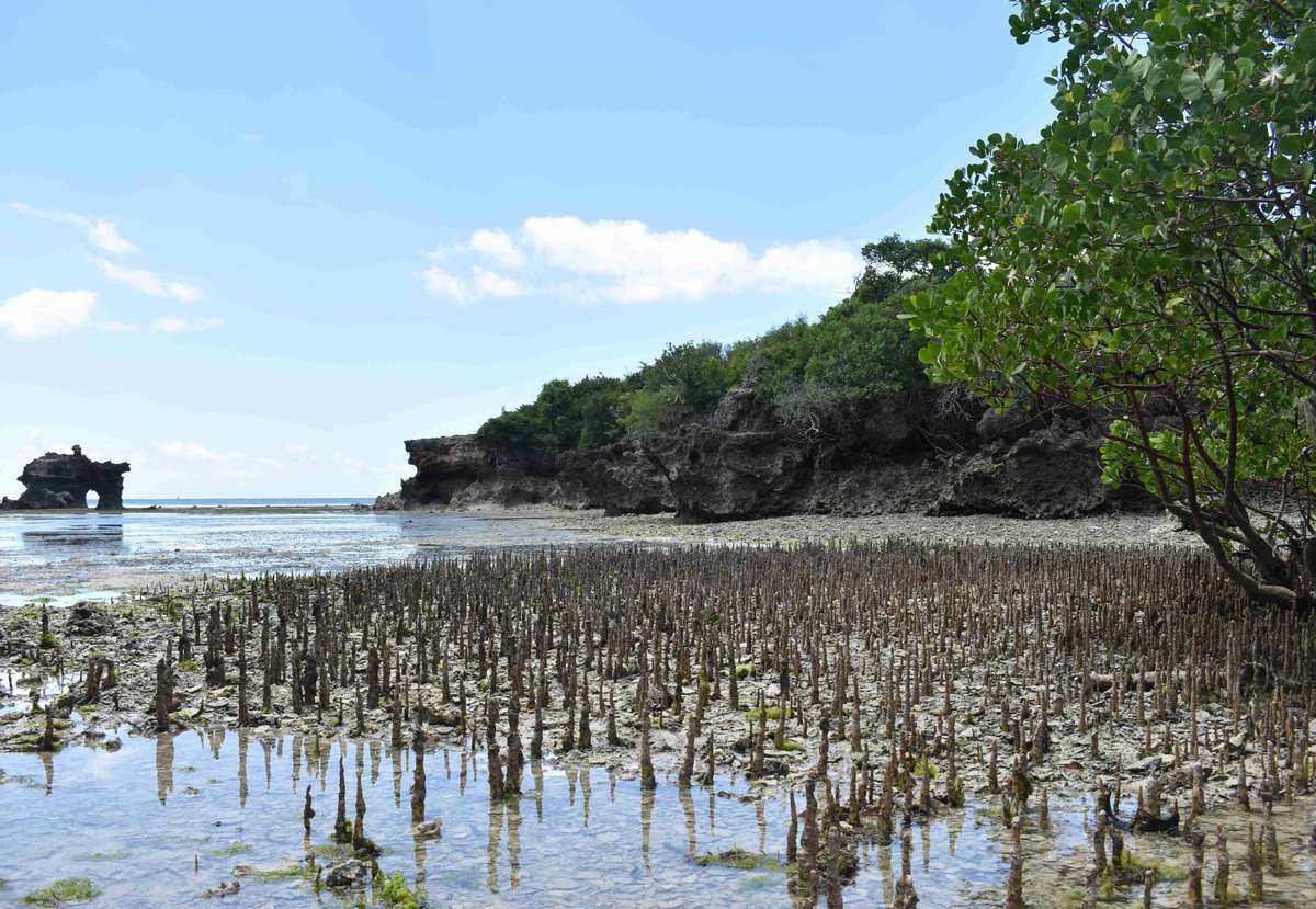 Conservation and restoration should be supported by the private sector, but awareness-raising must happen in all sectors. But above all, mangrove-dependent communities must be helped to find alternative livelihoods #whyafrica #tanzania whyafrica.co.za/tanzanias-mang…