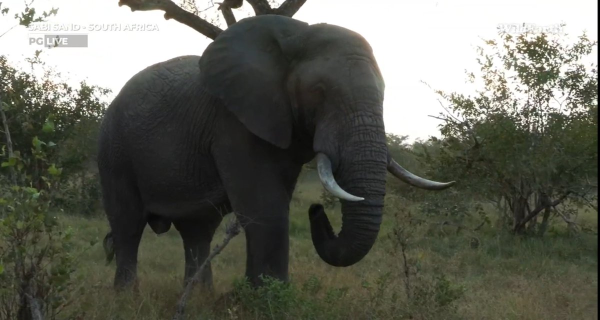 #wildearth Elephant Bull,magnificent!