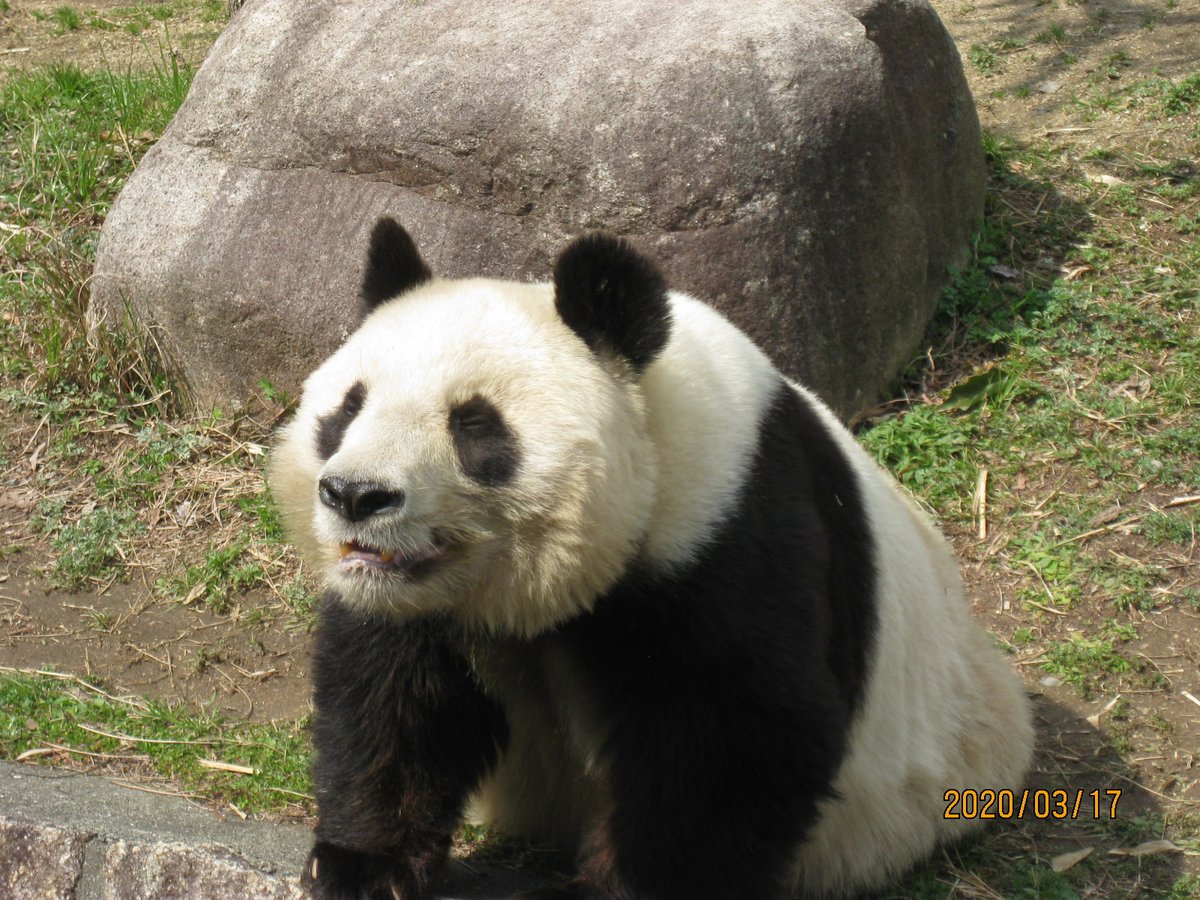 櫓の下から突如現れお庭のパトロールを始めるタンタン💞🐼ラバーズの気持ちを察してファンサも忘れないお姿に感動を覚えたのを鮮明に覚えています🧡🌻🧡頷き方が上野のリー君に似ていて本当に可愛すぎる神戸のお嬢様💖🥰💖
🌸2020年3月撮影🌸
＃タンタン　＃王子動物園