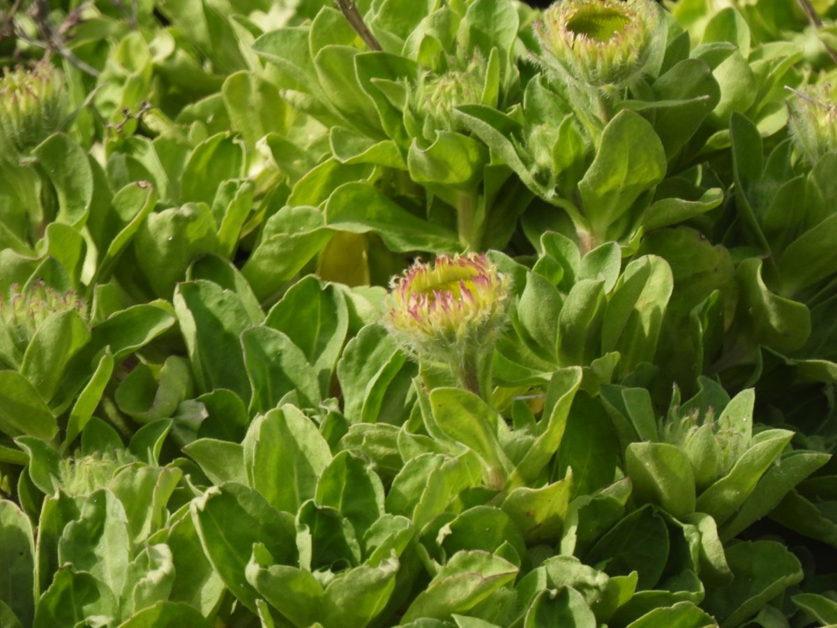 Rottingdean, where Arctic (Fulmarus glacialis), Mediterranean (Matthiola incana, Frankenia laevis), & Californian (Erigeron glaucus, introduced) species hang out on cliffs together happily! We're very cosmopolitan in Brighton & Hove. @BSBIbotany @SussexOrnitholo @LivingCoastUK