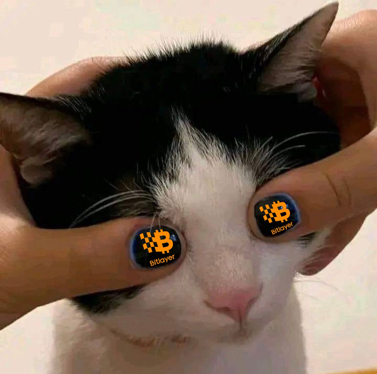 Now let's start now🚀🚀🚀
#Bitlayer