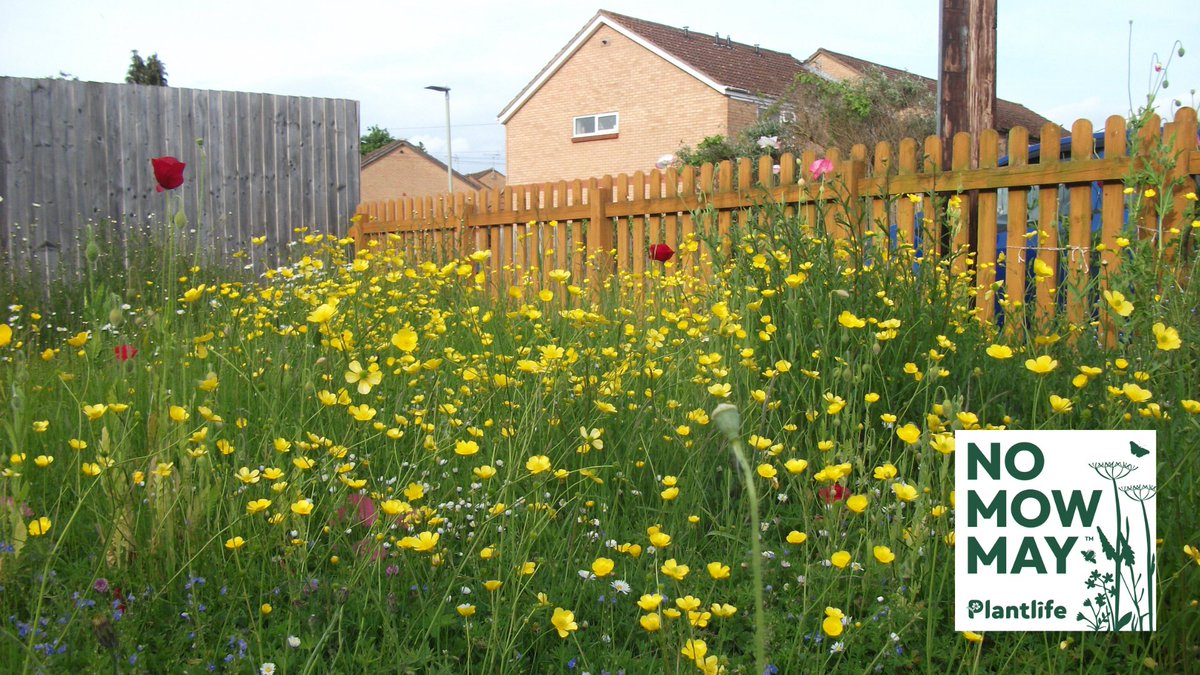 Join the #NoMowMay movement The nation’s gardens are throwing a buzzing party and you’re invited! The only rule...to put the lawnmower away. Find out more 👇 bit.ly/3WqCAHO #biodiversity #conservation