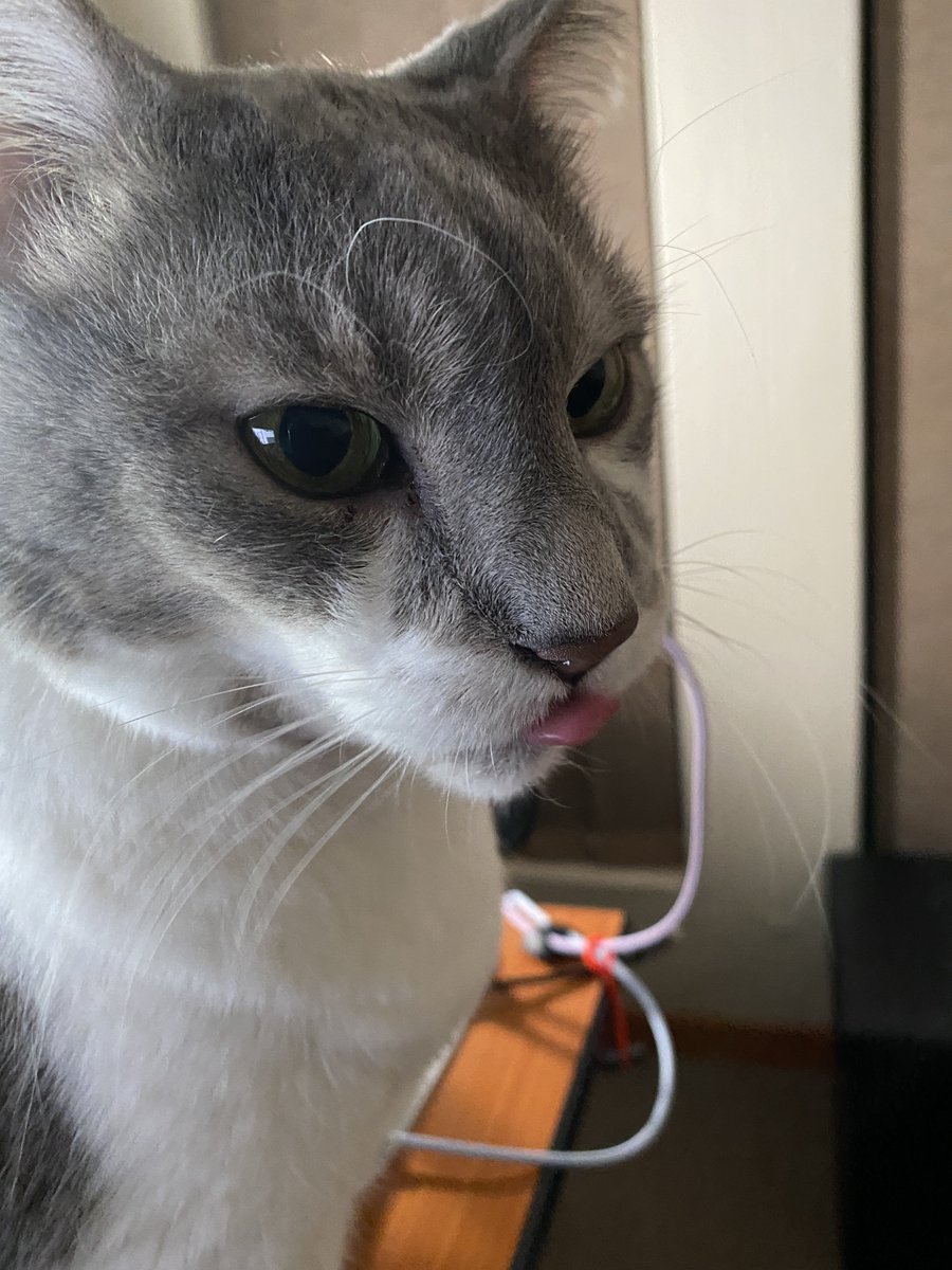 MerogeneticFB's tweet image. The son I never had ❤️

Happy #Caturday &amp;amp; #RaspberryDay