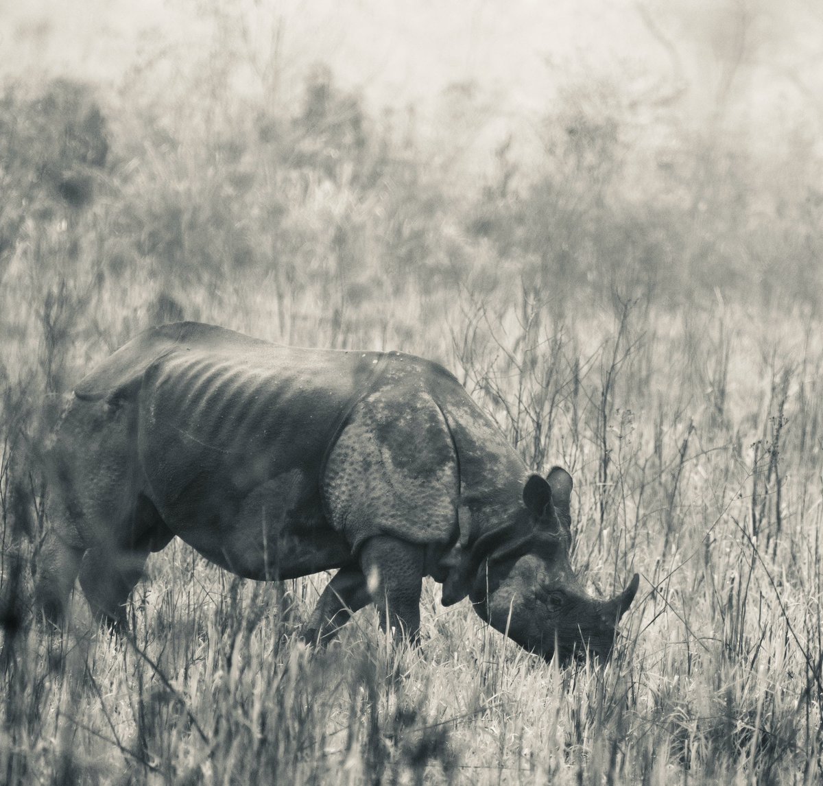 One horned Rhinoceros at Manas NP
#NikonIndia #NatgeoYourShot #bbcearth #assamtourism #IndiAves #sanctuaryasia #NatgeoIndia @dcpexpeditions