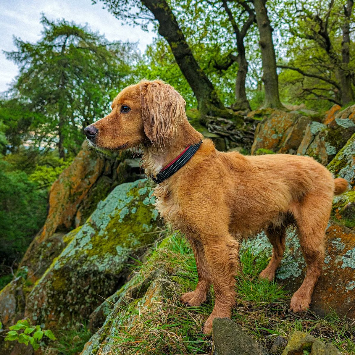 Good morning and happy weekend from the gang! 🐾🐾🐾
The Outwoods, Leicestershire