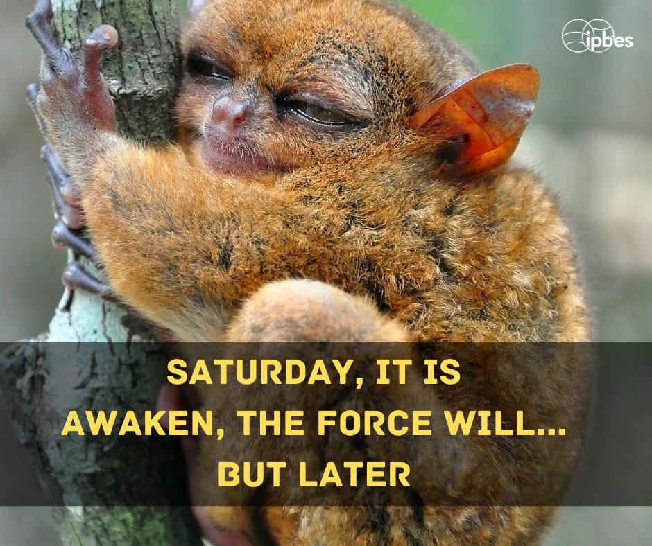 #DYK it is rumored that the character design for Yoda was inspired by tarsiers? 🤔 The resemblance is uncanny! Happy #StarWarsDay, and May the 4th (of nature) be with you.